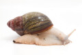 Archachatina purpurea Guinea albino body adult